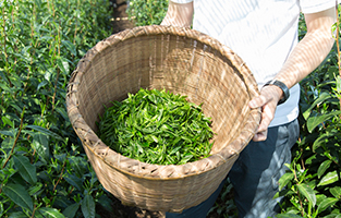 茶師 池谷英樹02